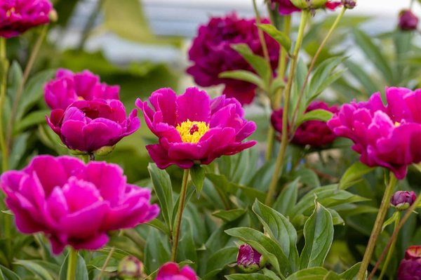 Transform Your Modern Living Room with an Eco-Friendly Firewood Storage Solution